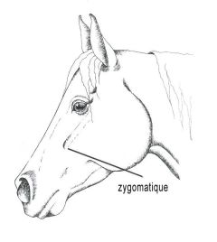 zygomatique-cheval