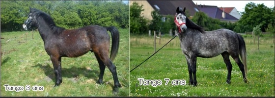 tango 2-horz